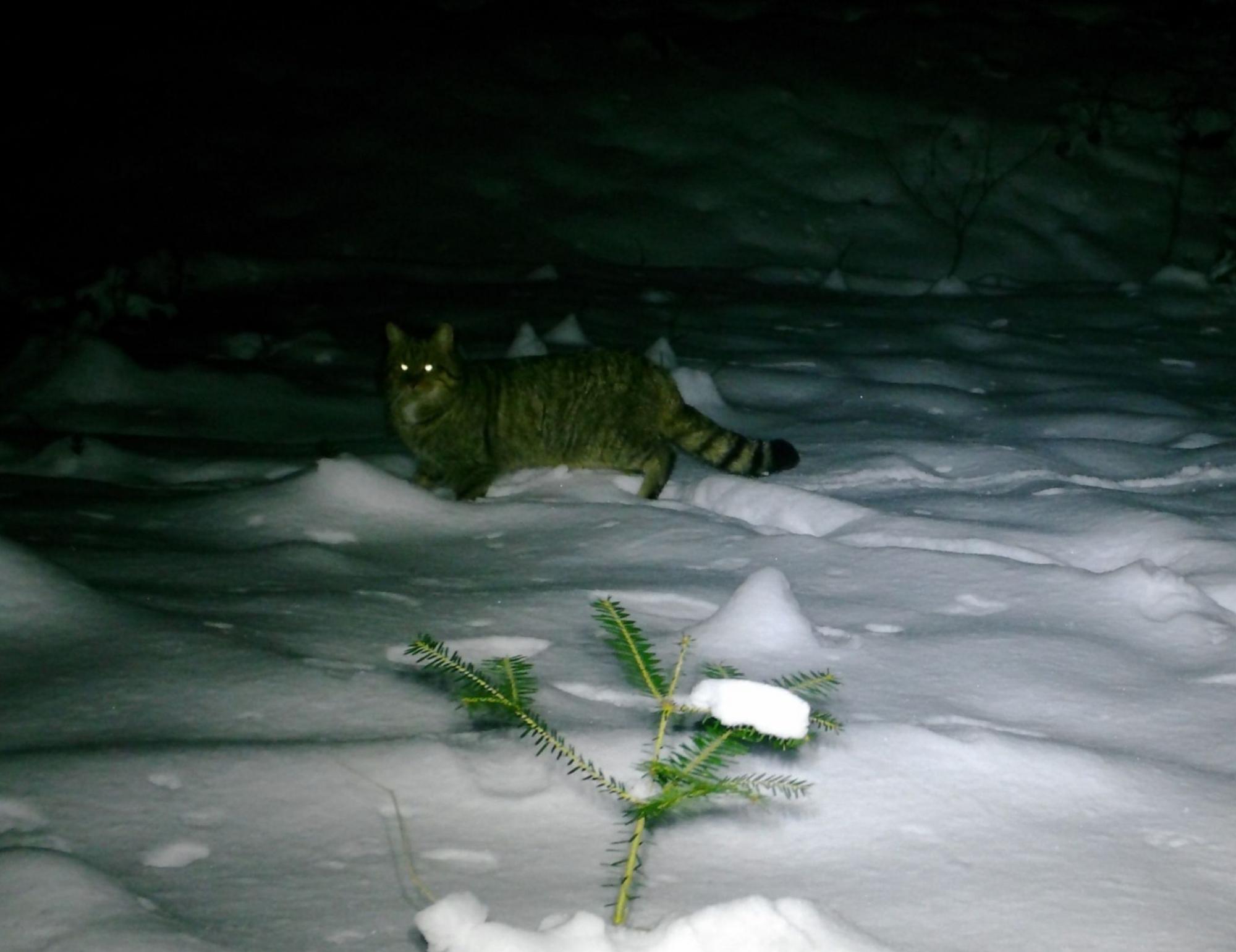 У Карпатах помітили рідкісного кота-хижака: унікальні кадри з фотопасток